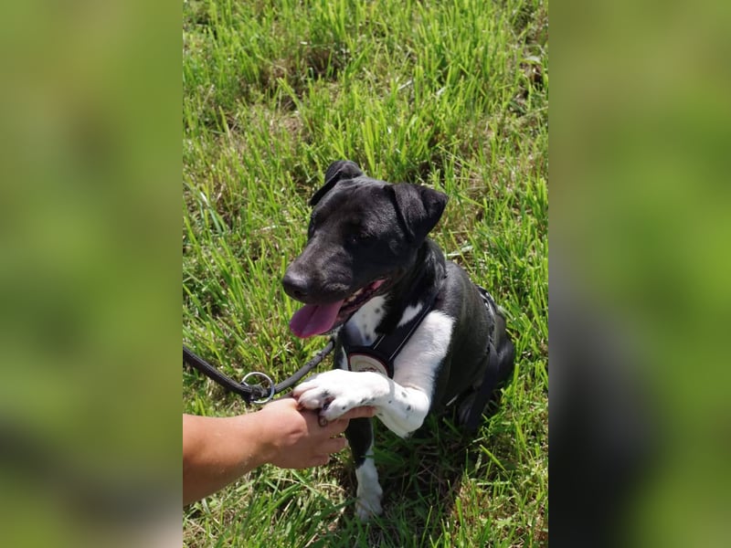 Ikem ein wundervolles Special Hund