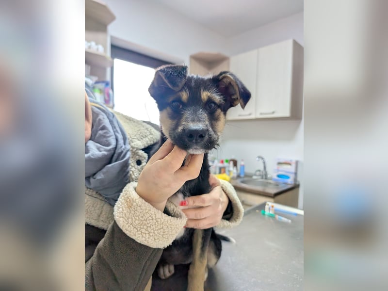 Als Welpe übersehen! Lady (11 Monate) möchte nicht ihre ganze Kindheit im Tierheim verbringen!