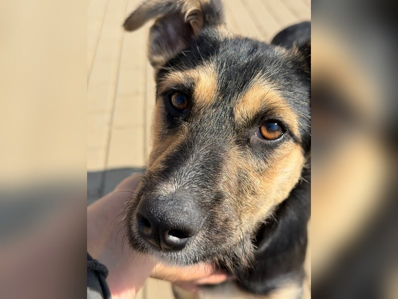 Als Welpe übersehen! Lady (11 Monate) möchte nicht ihre ganze Kindheit im Tierheim verbringen!