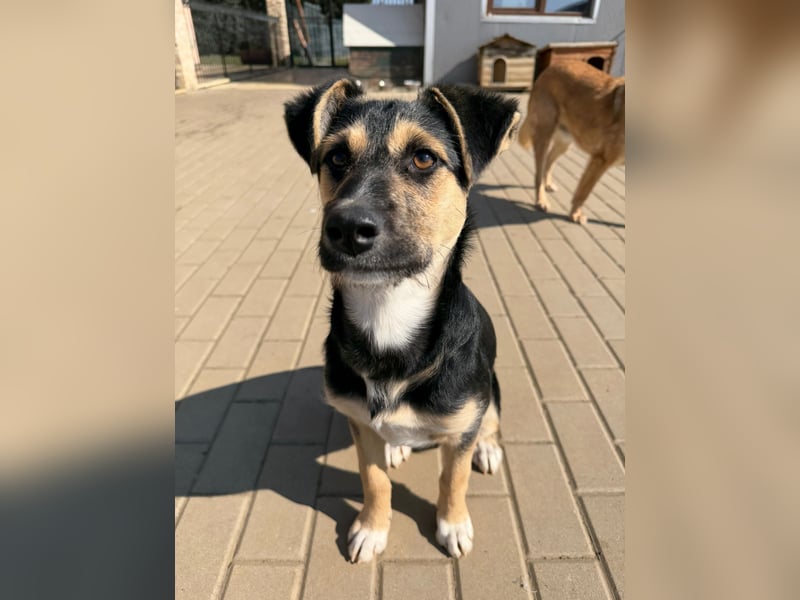 Als Welpe übersehen! Lady (11 Monate) möchte nicht ihre ganze Kindheit im Tierheim verbringen!