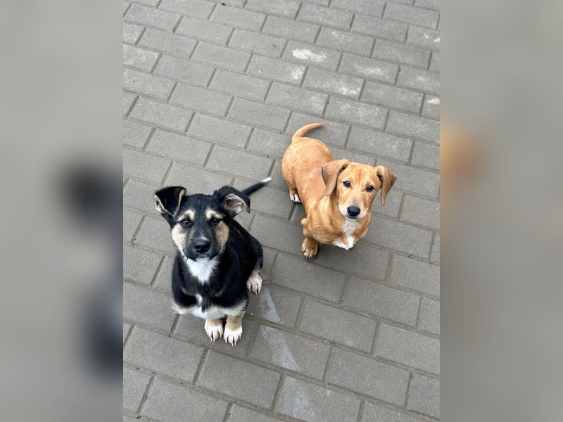 Als Welpe übersehen! Lady (11 Monate) möchte nicht ihre ganze Kindheit im Tierheim verbringen!