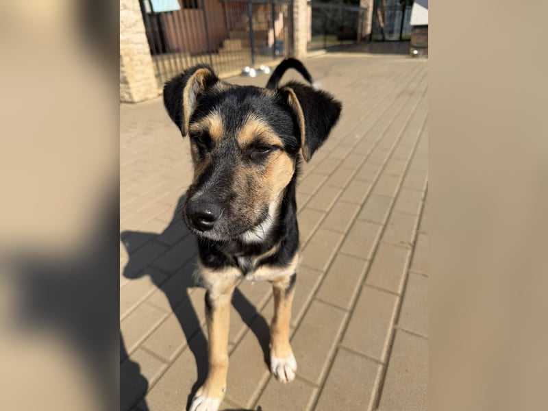Als Welpe übersehen! Lady (11 Monate) möchte nicht ihre ganze Kindheit im Tierheim verbringen!