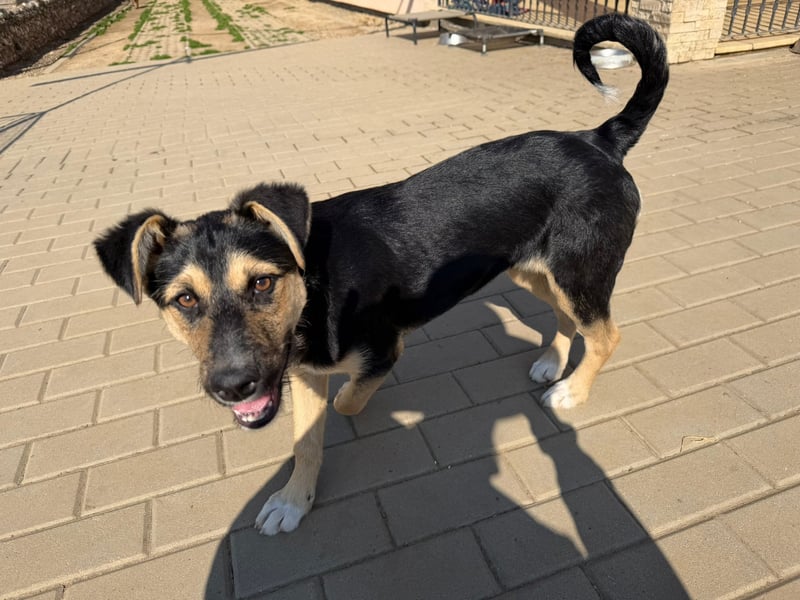 Als Welpe übersehen! Lady (11 Monate) möchte nicht ihre ganze Kindheit im Tierheim verbringen!