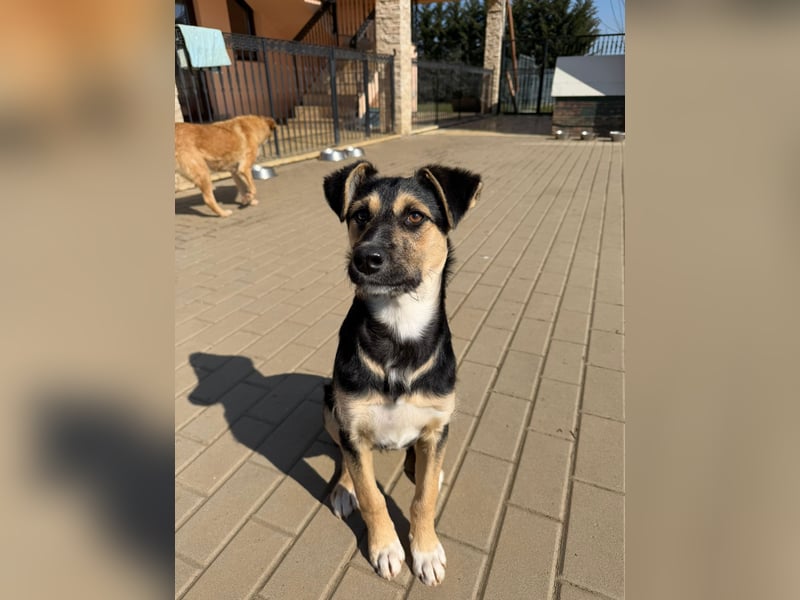 Als Welpe übersehen! Lady (11 Monate) möchte nicht ihre ganze Kindheit im Tierheim verbringen!