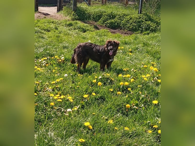 sportlicher Strolchi