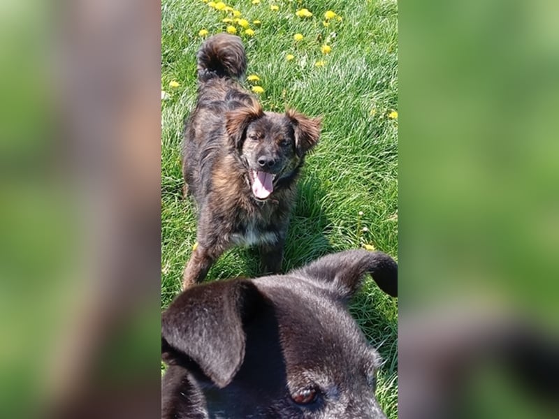 sportlicher Strolchi