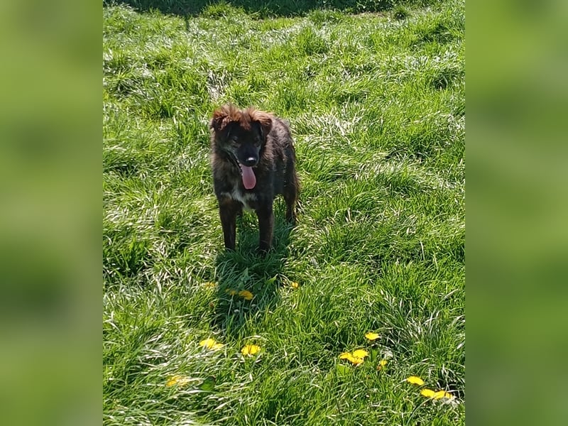 sportlicher Strolchi