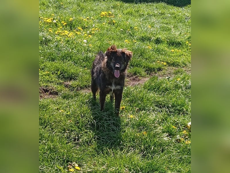 sportlicher Strolchi