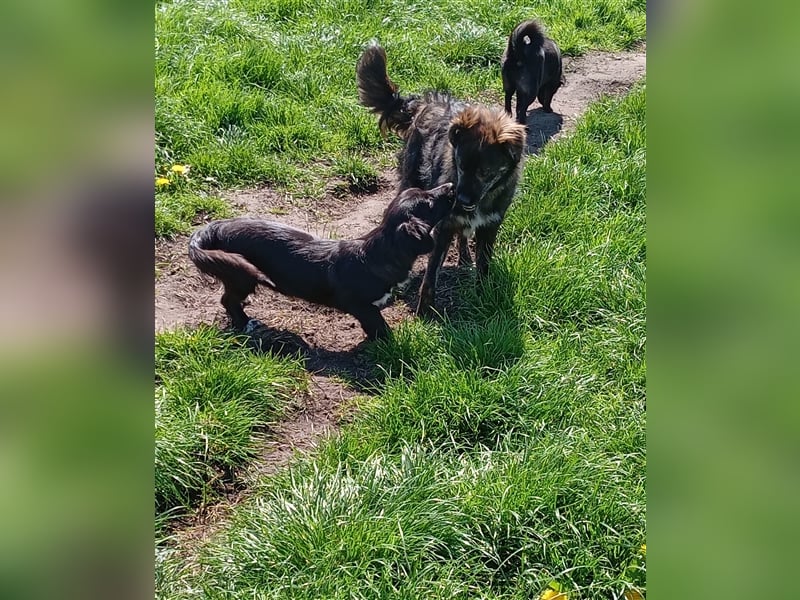 sportlicher Strolchi