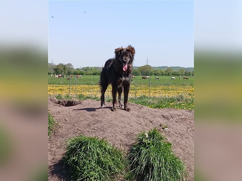 sportlicher Strolchi