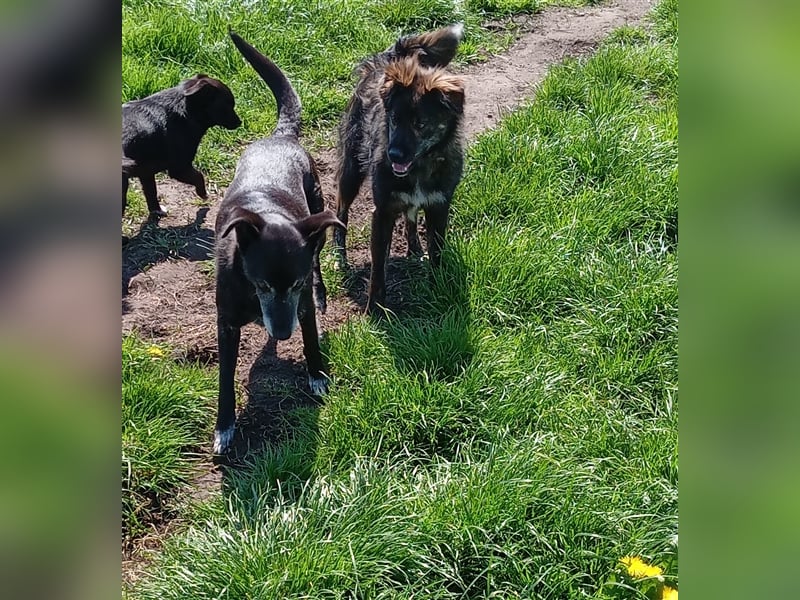 sportlicher Strolchi