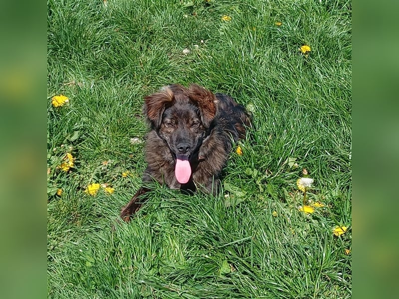 sportlicher Strolchi