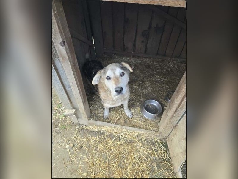 liebenswerter Senior sucht dringend ein liebevolles Zuhause