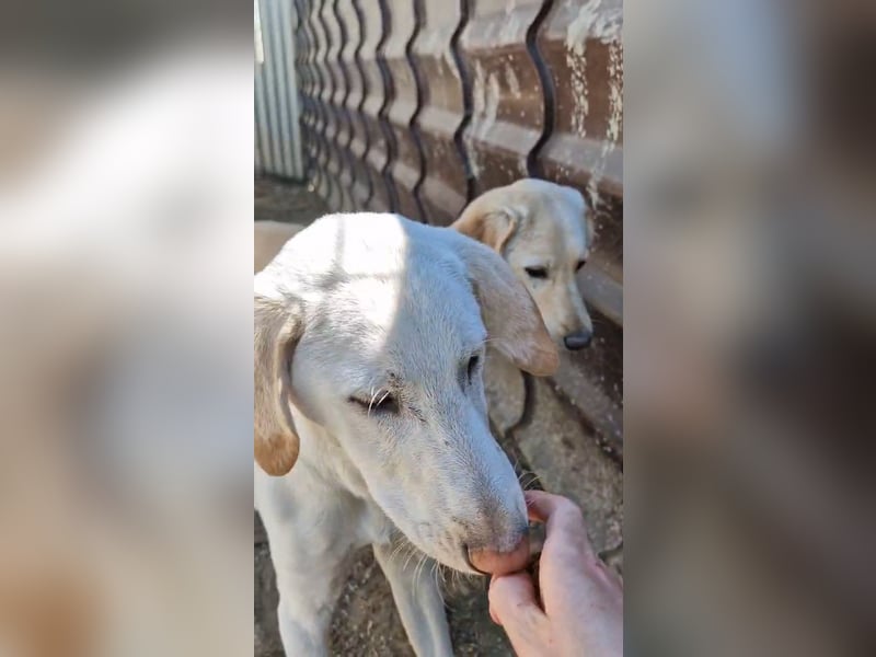 Olina wartet auf ihre Herzensmenschen die ihr Struktur und Sicherheit geben