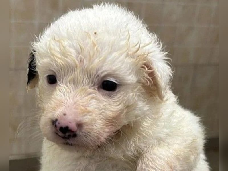 MUCKI - kleines, süßes Welpenmädchen sucht ihre Menschen