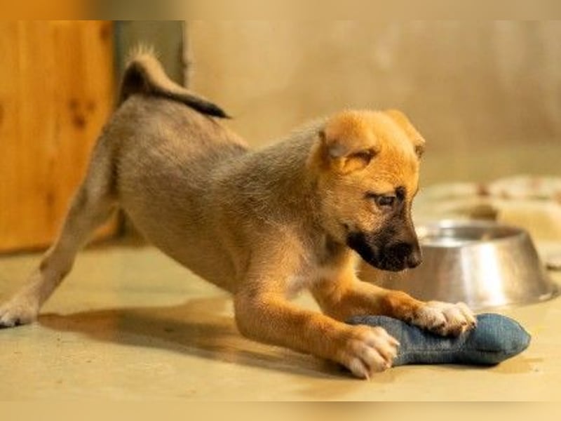 zauberhafter Flipper sucht seine neue Familie zauberhafter Flipper sucht seine neue Familie