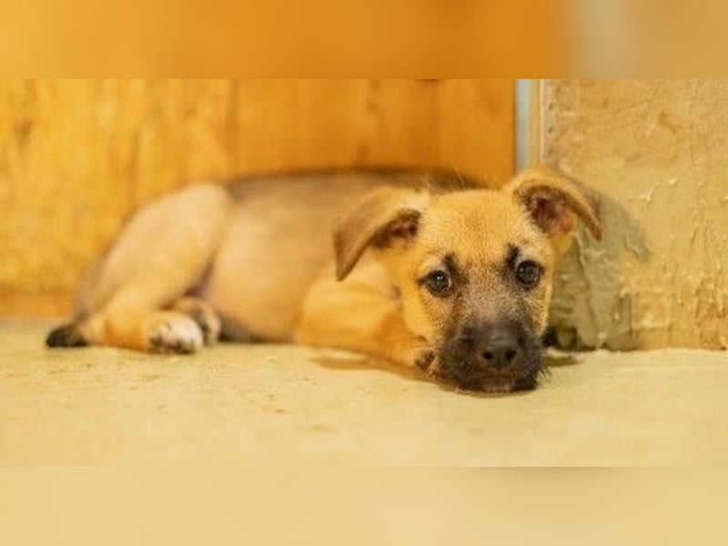 verschmuster Frodo verschmuster Frodo