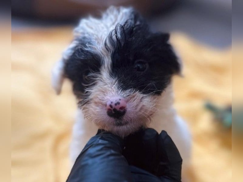 zauberhafter, kleiner Matti wartet sehnsüchtig auf seine Familie