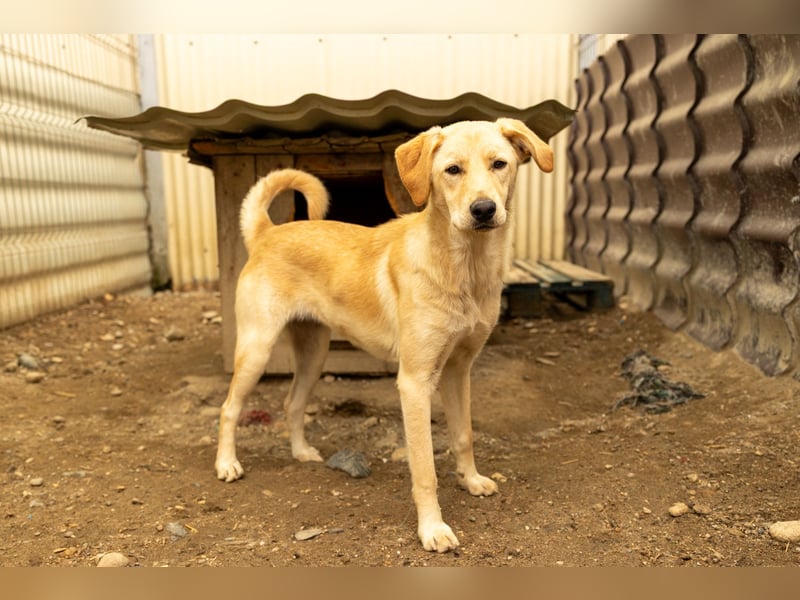 freundliche, schüchterne Olina sucht ihr Zuhause