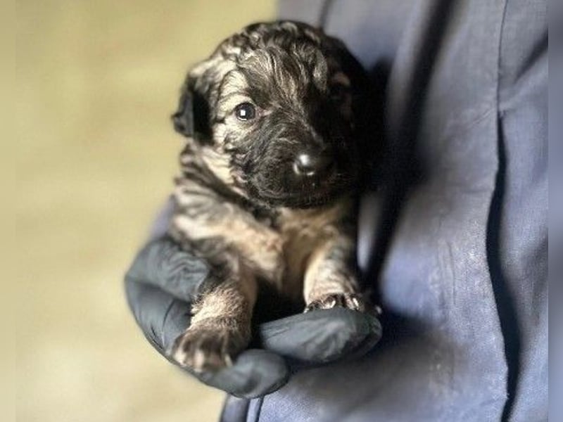 Bowie kleines Welpenmädchen wartet auf ihr liebevolles Zuhause