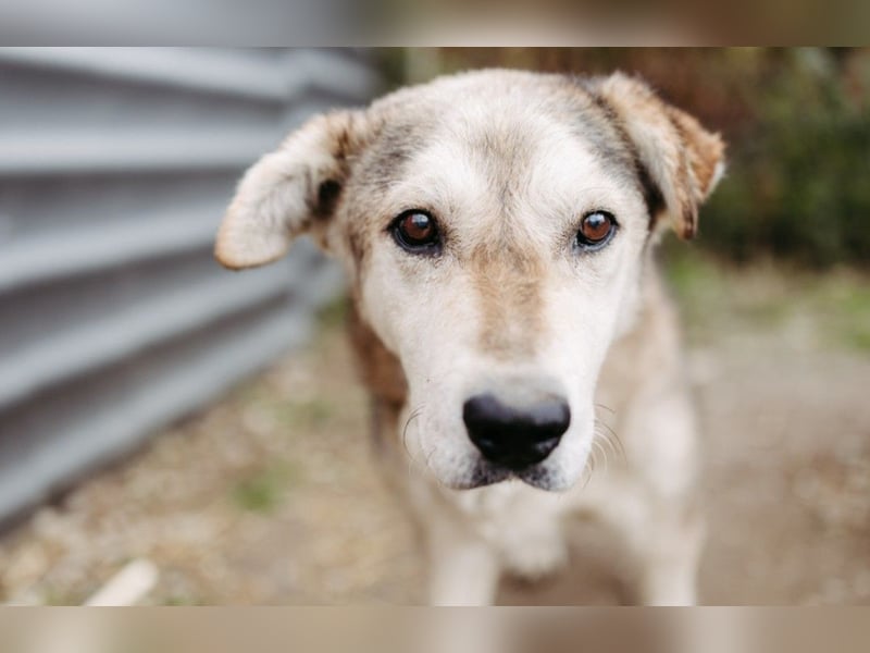 liebenswerter Senior sucht dringend ein liebevolles Zuhause