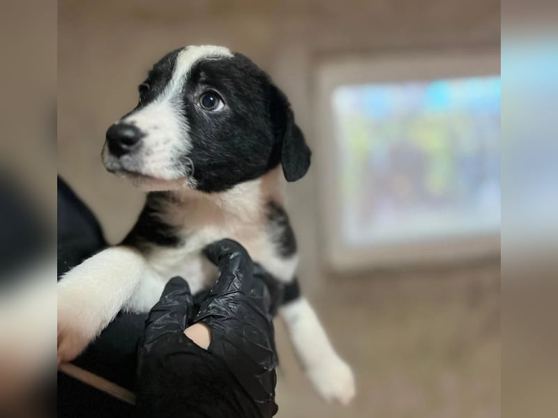 WELPE 11 C - süßes, liebes Welpenmädchen sucht ihre Familie und einen Namen