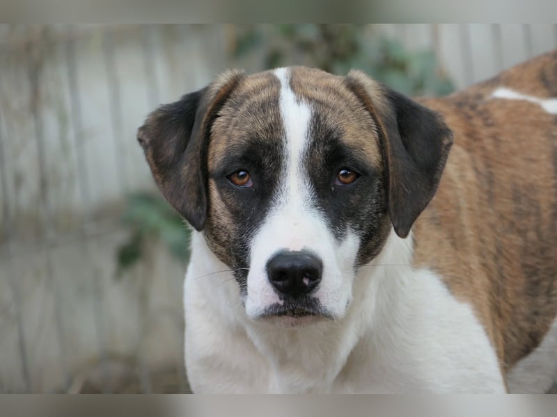 vorsichtige Tara wartet auf die Menschen, die ihr zeigen wie schön die Welt ist