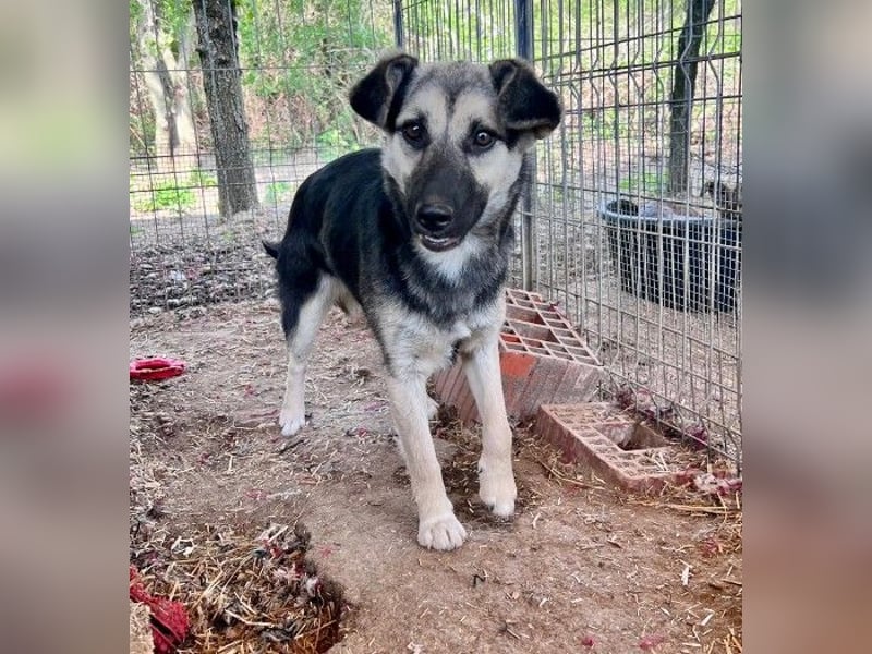 Lizzy - mit Geduld zur Traumhündin