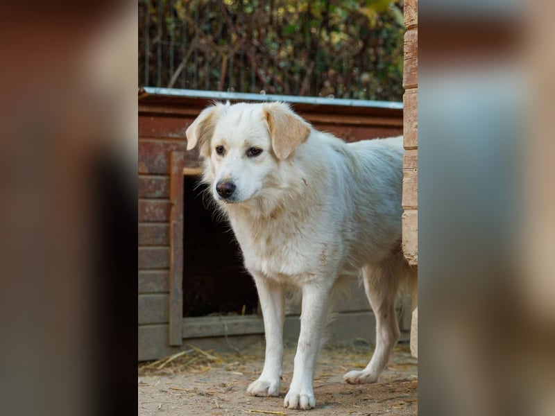 WANI - ruhige, sanfte Hündin sucht einfühlsame Menschen