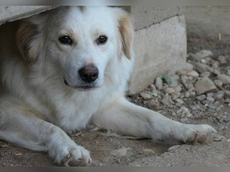 wunderschöne, liebe Wani