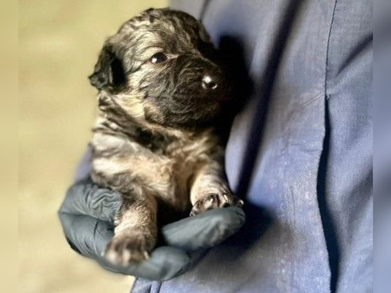 Bowie kleines Welpenmädchen wartet auf ihr liebevolles Zuhause