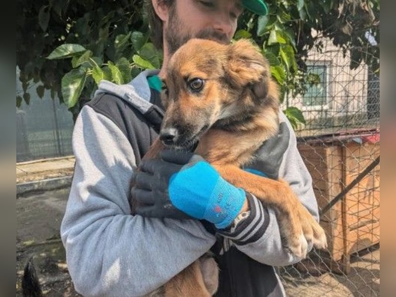 Liebenswerter Tabasco sucht seine Familie