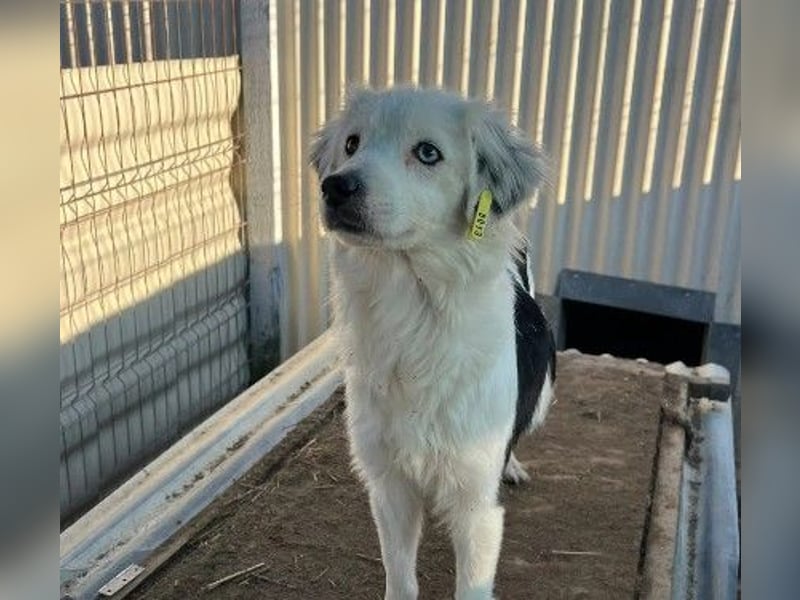 TILDA - unsichere Junghündin sucht ihre Bezugsperson