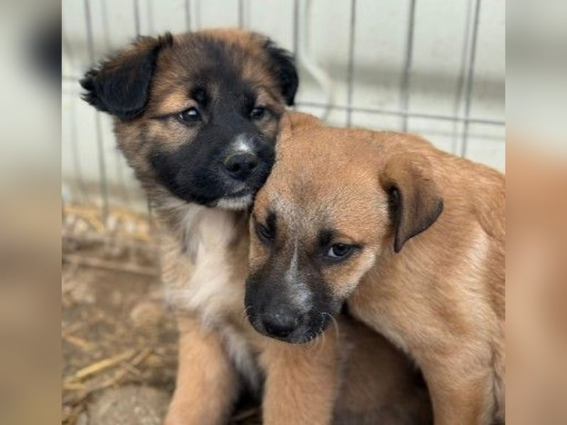 Leni, ganz zauberhafte kleine Welpin auf der Suche nach einem liebevollen Zuhause