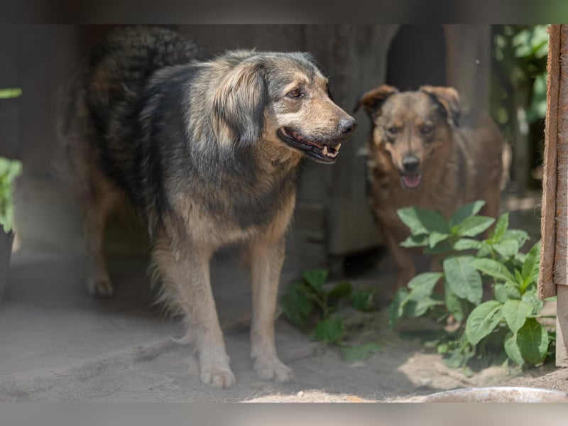Zoran, zaghafter Rüde wartet auf seine Herzensmenschen