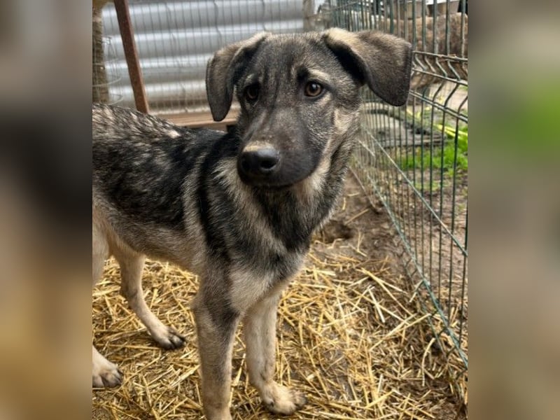 GLENNIE - verspielt & fröhlich