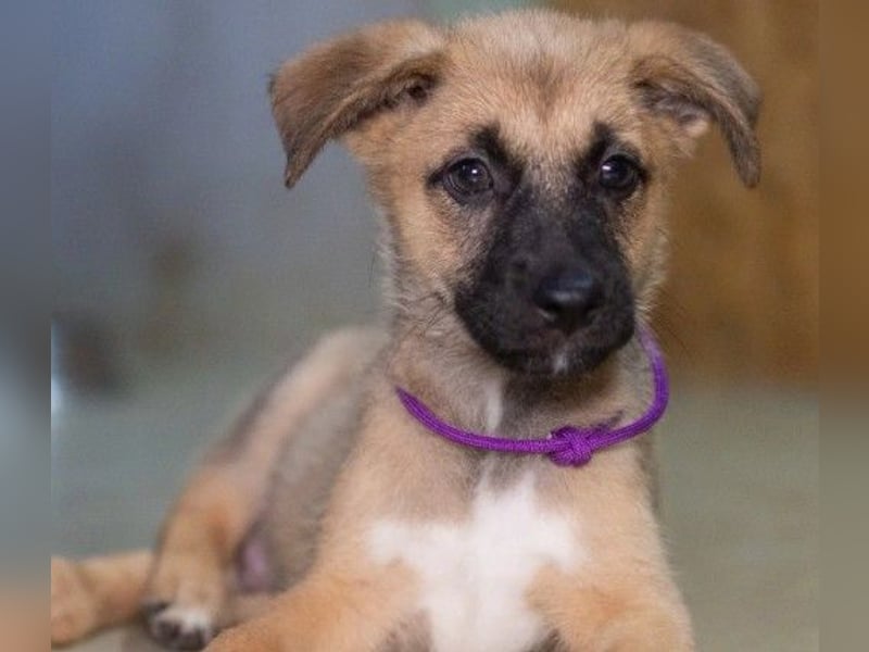 zauberhafter Flipper sucht seine neue Familie zauberhafter Flipper sucht seine neue Familie