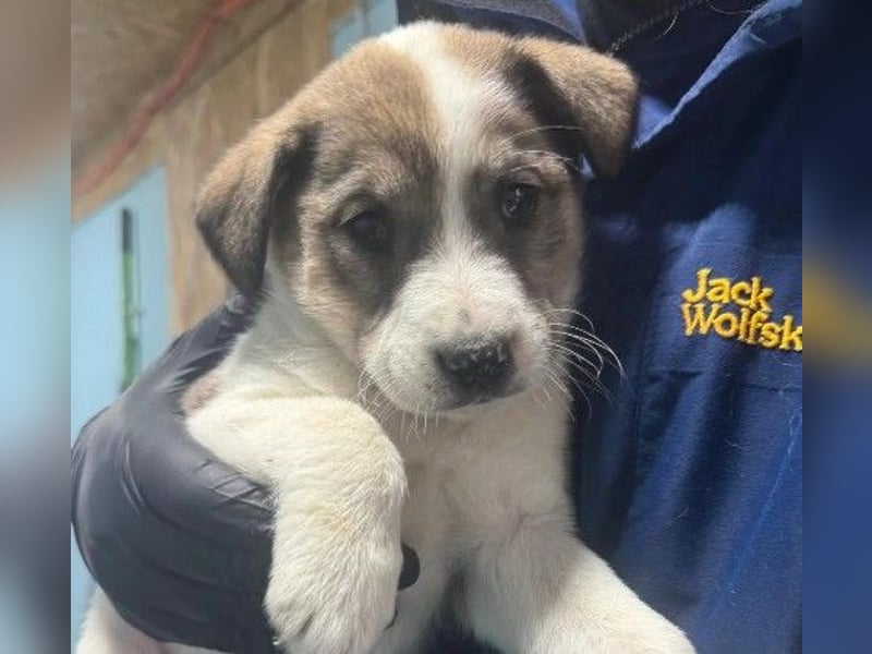 Liebes Welpenmädchen 15 K