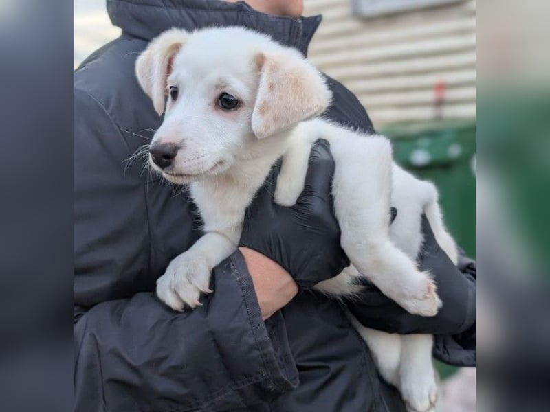 zauberhafter, süßer Welpenjunge Sirius