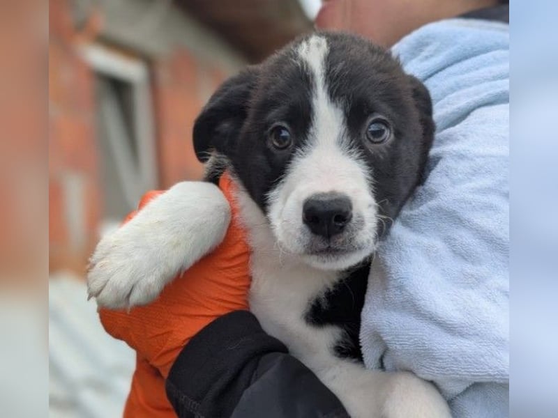 bezaubernder, lieber Welpe Cash