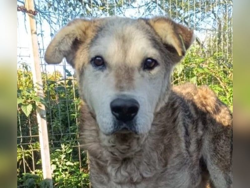 liebenswerter Senior sucht dringend ein liebevolles Zuhause