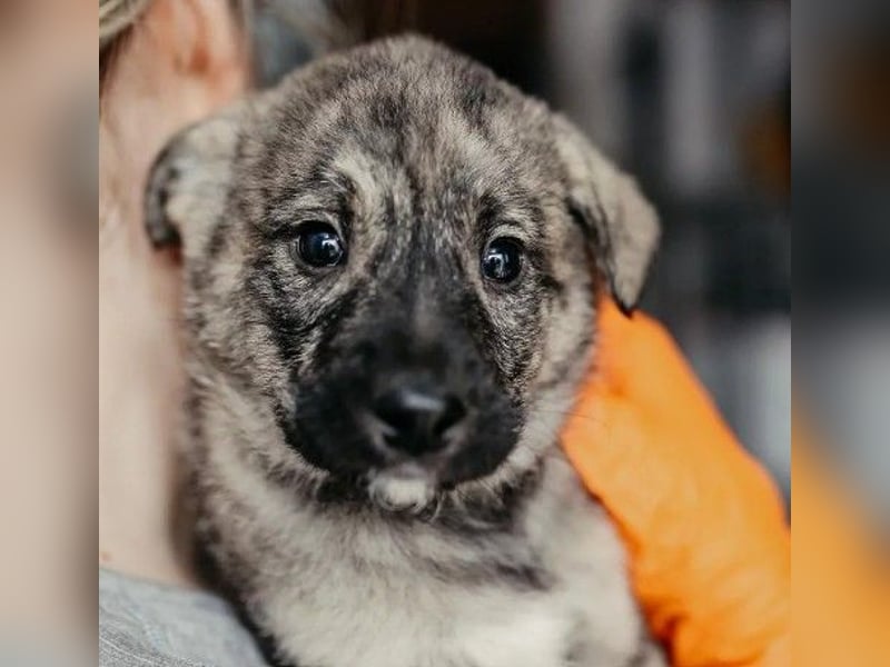 zauberhafter, lieber Welpenjunge Orion