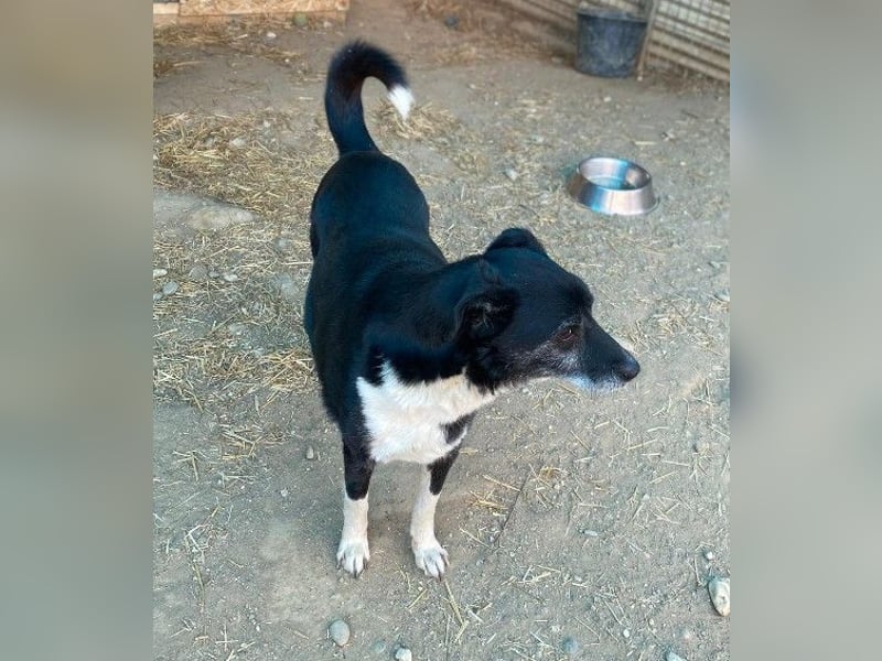 Negry-unsicherer Rüde sucht sicheres Zuhause