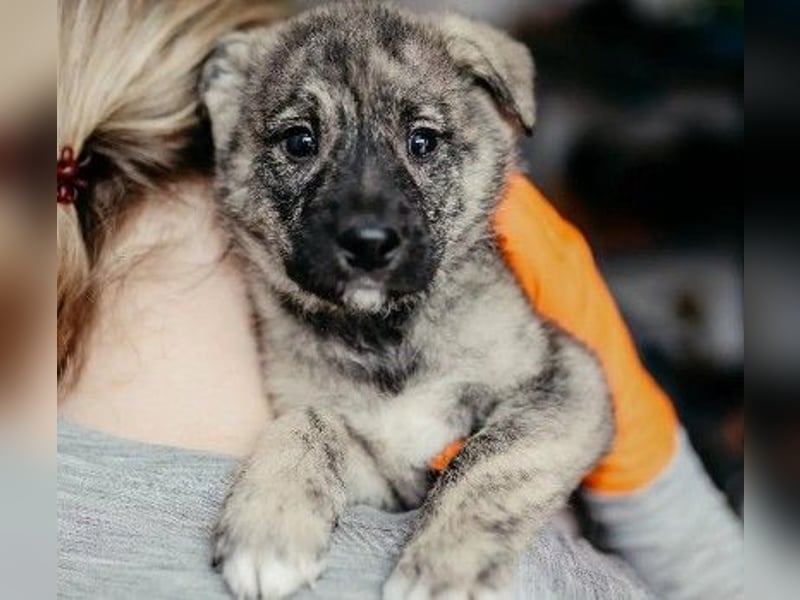 zauberhafter, lieber Welpenjunge Orion