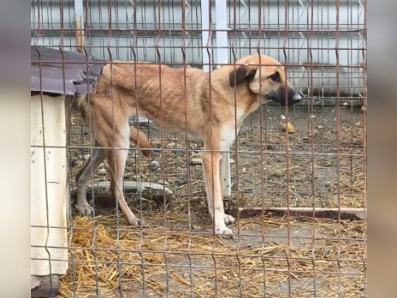 Lieber, zauberhafter Takumi sucht seine Menschen