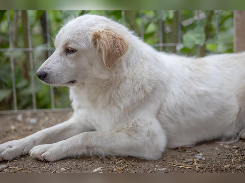 WANI - ruhige, sanfte Hündin sucht einfühlsame Menschen