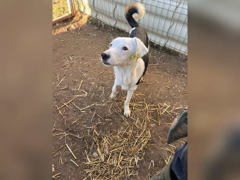 T-ROC - skeptischer Junghund sucht seine Menschen