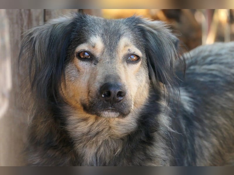 wunderschöner Rüde Zoran