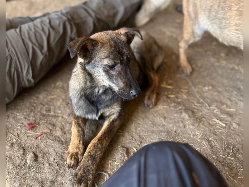 Junghündin Wendy sucht ihre Menschen