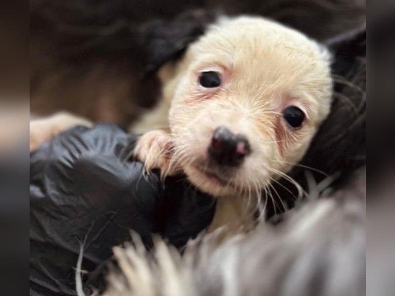 Mulan - zauberhafte Welpenmaus sucht ihre Herzensmenschen